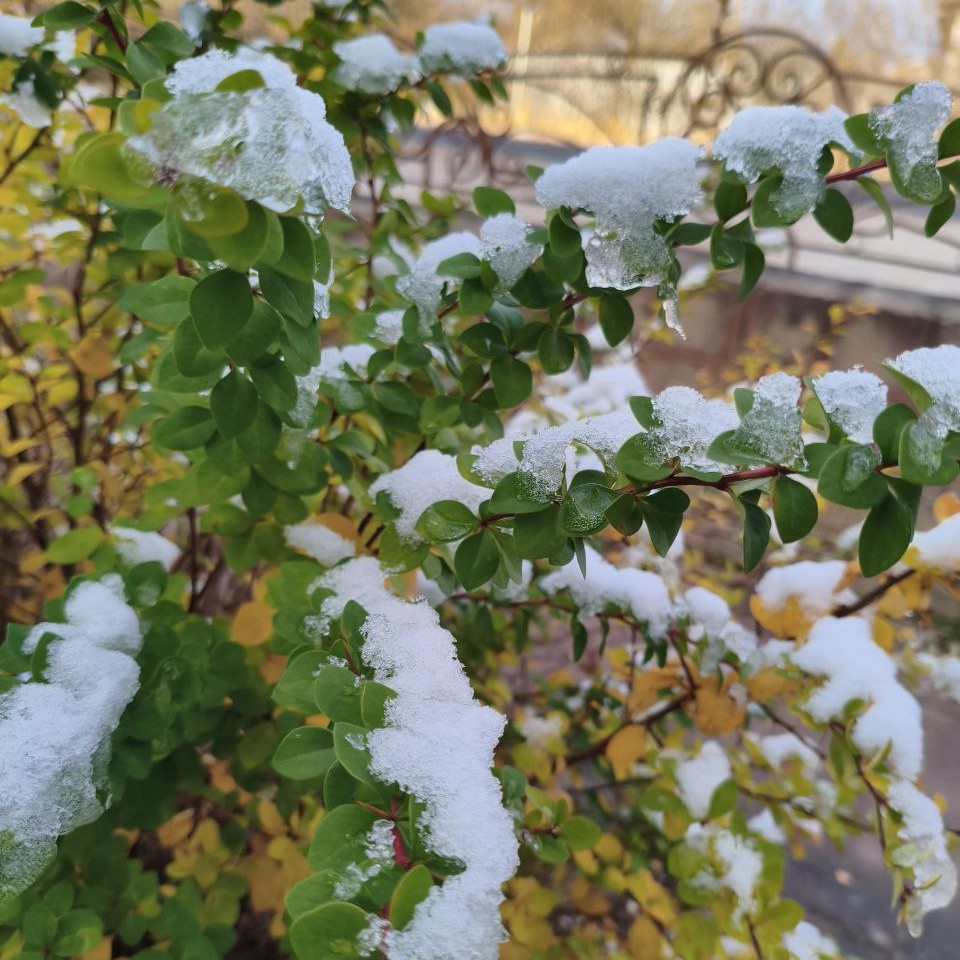 Что скрывает поздняя осень 